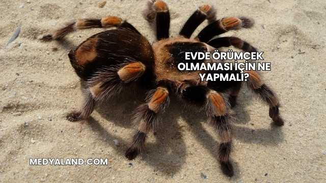 Evde Örümcek Olmaması İçin Ne Yapmalı?
