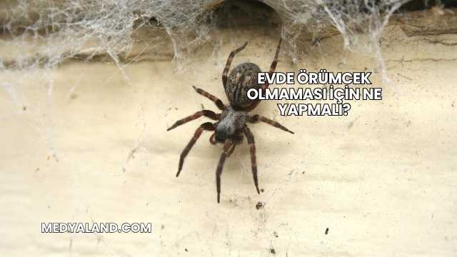 Evde Örümcek Olmaması İçin Ne Yapmalı?