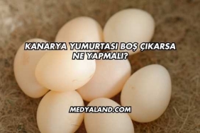 Kanarya Yumurtası Boş Çıkarsa Ne Yapmalı?