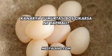 Kanarya Yumurtası Boş Çıkarsa Ne Yapmalı?