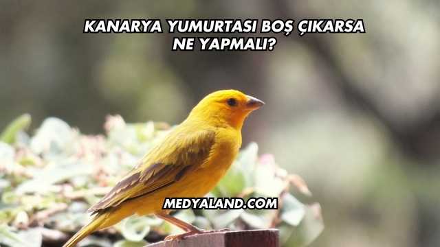 Kanarya Yumurtası Boş Çıkarsa Ne Yapmalı?