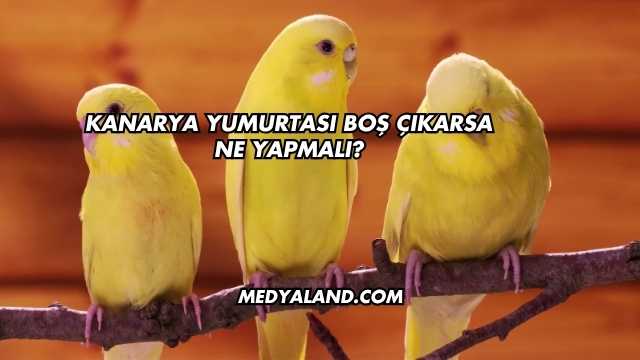 Kanarya Yumurtası Boş Çıkarsa Ne Yapmalı?