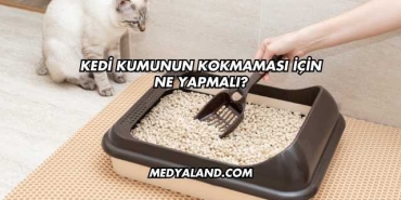 Kedi Kumunun Kokmaması İçin Ne Yapmalı?