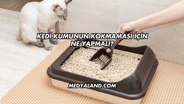 Kedi Kumunun Kokmaması İçin Ne Yapmalı?