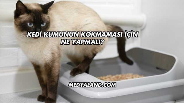 Kedi Kumunun Kokmaması İçin Ne Yapmalı?