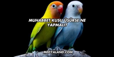 Muhabbet Kuşu Üşürse Ne Yapmalı?