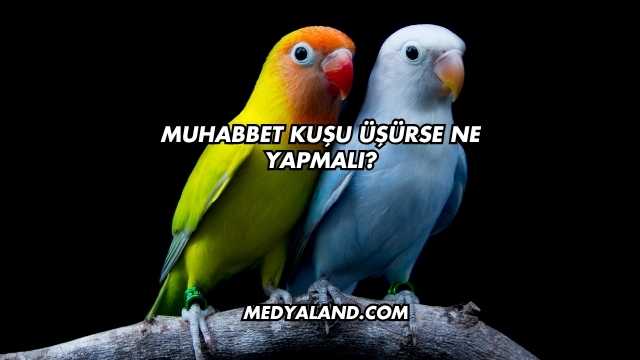 Muhabbet Kuşu Üşürse Ne Yapmalı?