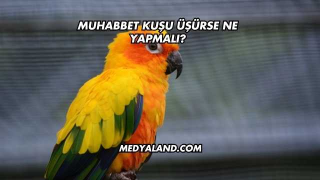 Muhabbet Kuşu Üşürse Ne Yapmalı?