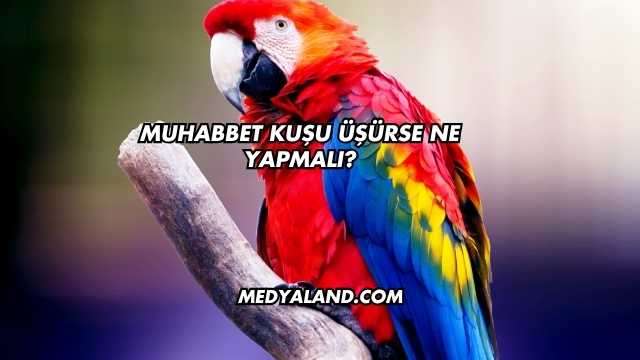 Muhabbet Kuşu Üşürse Ne Yapmalı?
