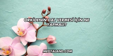 Orkidenin Dal Vermesi İçin Ne Yapmalı?
