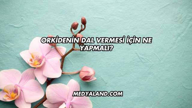 Orkidenin Dal Vermesi İçin Ne Yapmalı?