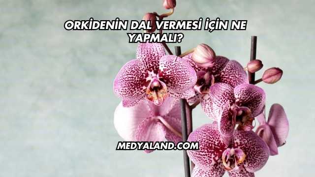 Orkidenin Dal Vermesi İçin Ne Yapmalı?