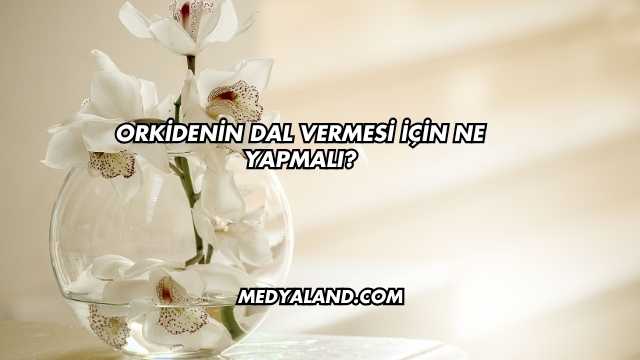 Orkidenin Dal Vermesi İçin Ne Yapmalı?