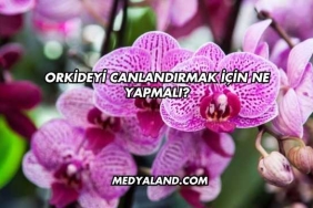 Orkideyi Canlandırmak İçin Ne Yapmalı?
