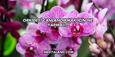 Orkideyi Canlandırmak İçin Ne Yapmalı?
