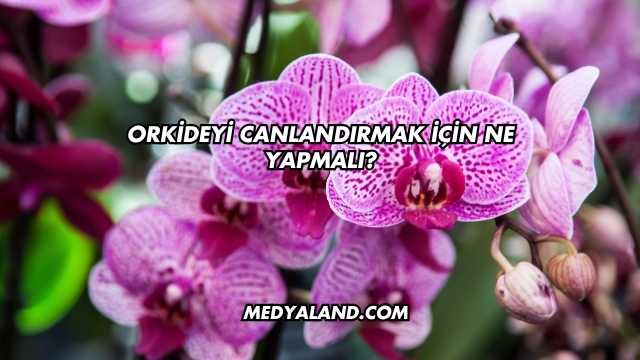 Orkideyi Canlandırmak İçin Ne Yapmalı?