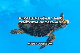 Su Kaplumbağası Yemek Yemiyorsa Ne Yapmalı?