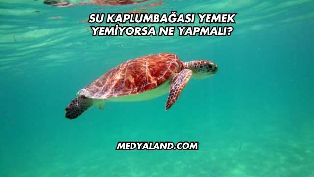 Su Kaplumbağası Yemek Yemiyorsa Ne Yapmalı?