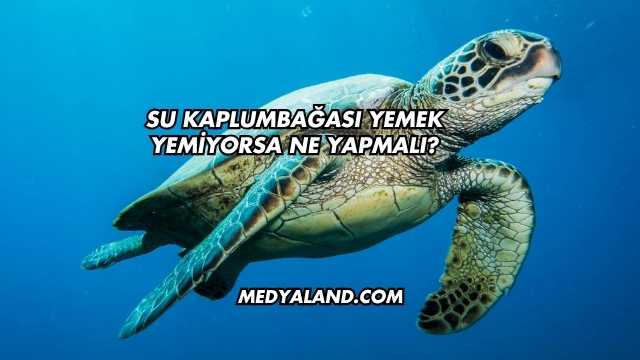 Su Kaplumbağası Yemek Yemiyorsa Ne Yapmalı?