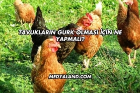 Tavukların Gurk Olması İçin Ne Yapmalı?