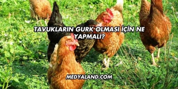 Tavukların Gurk Olması İçin Ne Yapmalı?