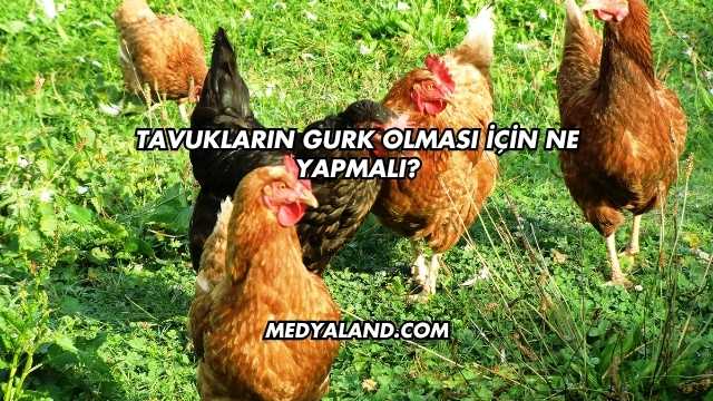 Tavukların Gurk Olması İçin Ne Yapmalı?