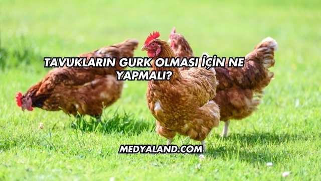 Tavukların Gurk Olması İçin Ne Yapmalı?