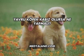 Yavru Köpek Kabız Olursa Ne Yapmalı?