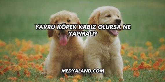 Yavru Köpek Kabız Olursa Ne Yapmalı?