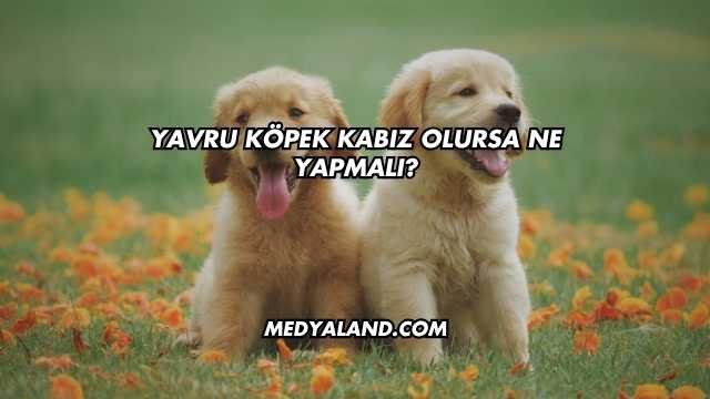 Yavru Köpek Kabız Olursa Ne Yapmalı?