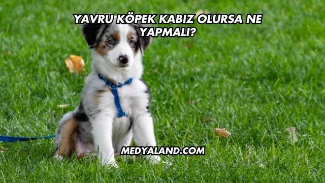 Yavru Köpek Kabız Olursa Ne Yapmalı?