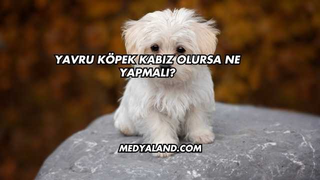 Yavru Köpek Kabız Olursa Ne Yapmalı?