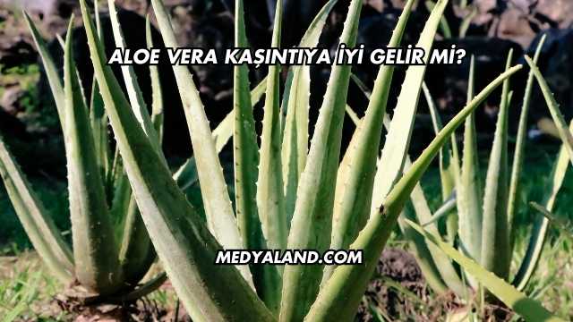 Aloe Vera Kaşıntıya İyi Gelir mi?
