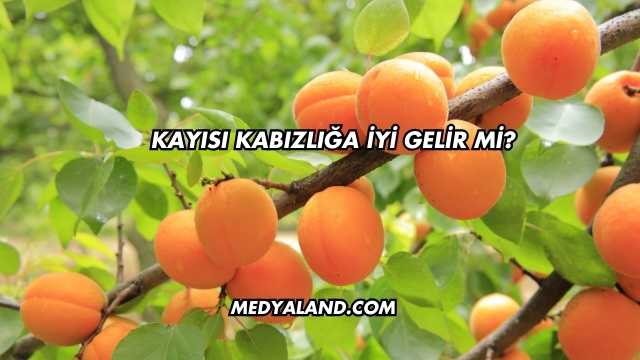 Kayısı Kabızlığa İyi Gelir mi?