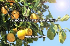 Limon Sivilceye İyi Gelir mi?