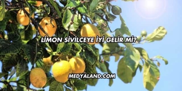 Limon Sivilceye İyi Gelir mi?