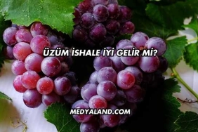 Üzüm İshale İyi Gelir mi?