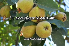 Ayva İshale İyi Gelir mi?