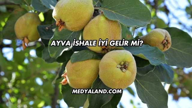 Ayva İshale İyi Gelir mi?