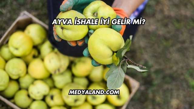 Ayva İshale İyi Gelir mi?