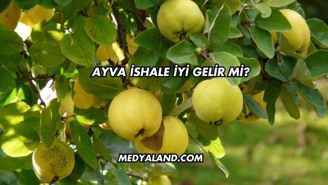 Ayva İshale İyi Gelir mi?