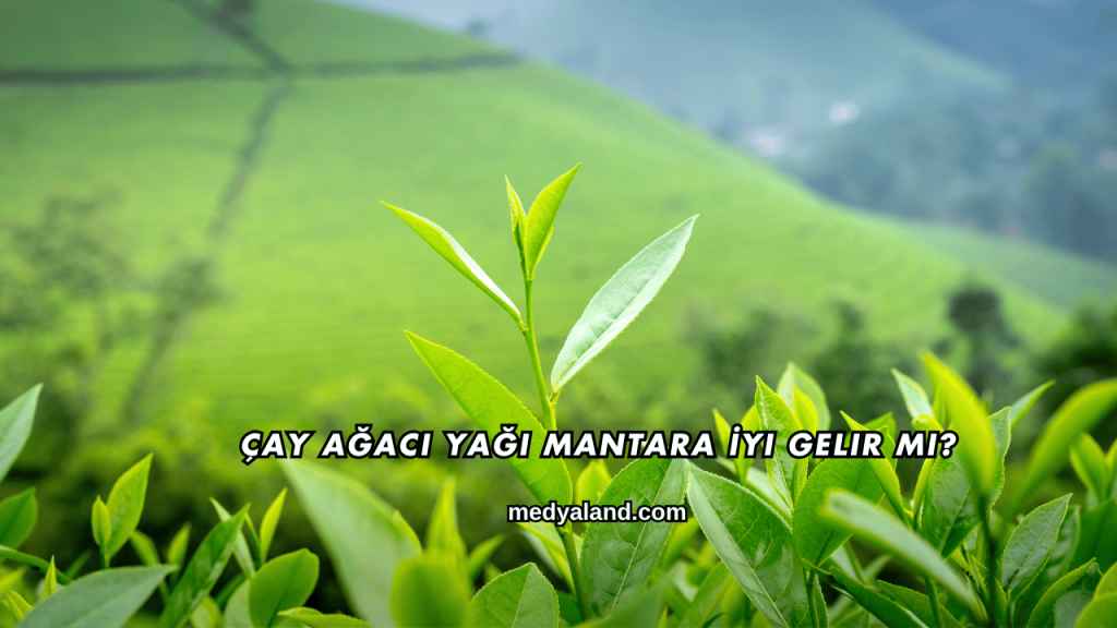 Çay Ağacı Yağı Mantara İyi Gelir mi?