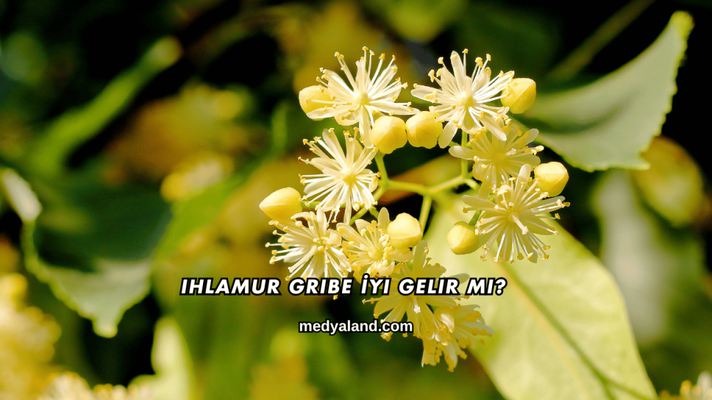 Ihlamur Gribe İyi Gelir mi?