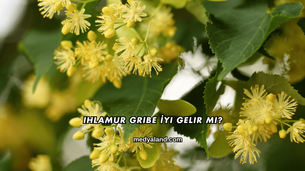 Ihlamur Gribe İyi Gelir mi?