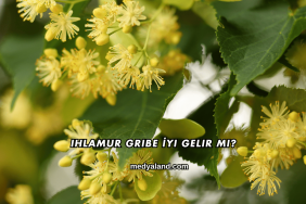 Ihlamur Gribe İyi Gelir mi?