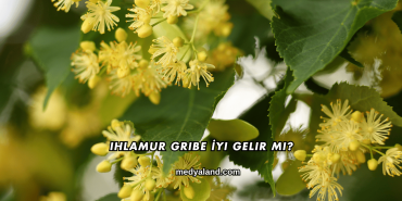 Ihlamur Gribe İyi Gelir mi?