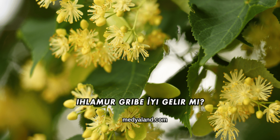 Ihlamur Gribe İyi Gelir mi?