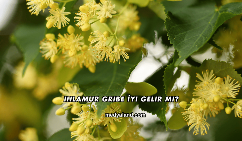 Ihlamur Gribe İyi Gelir mi?
