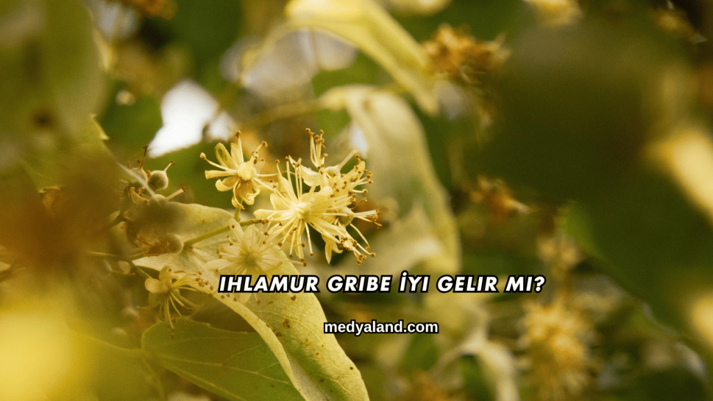 Ihlamur Gribe İyi Gelir mi?