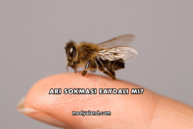 Arı Sokması Faydalı mı?